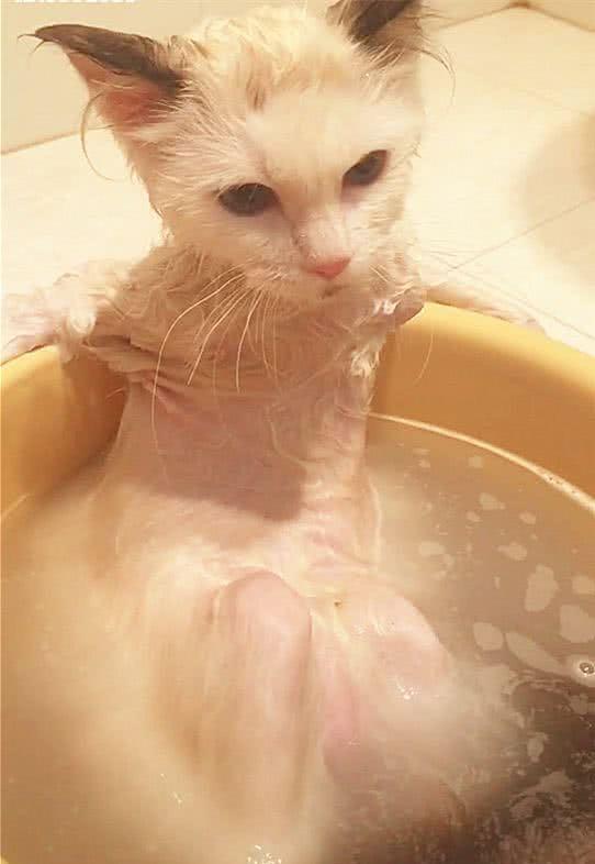 猫咪喜欢洗澡张开"双臂"躺在盆里享受,网友:社会!猫哥不一样