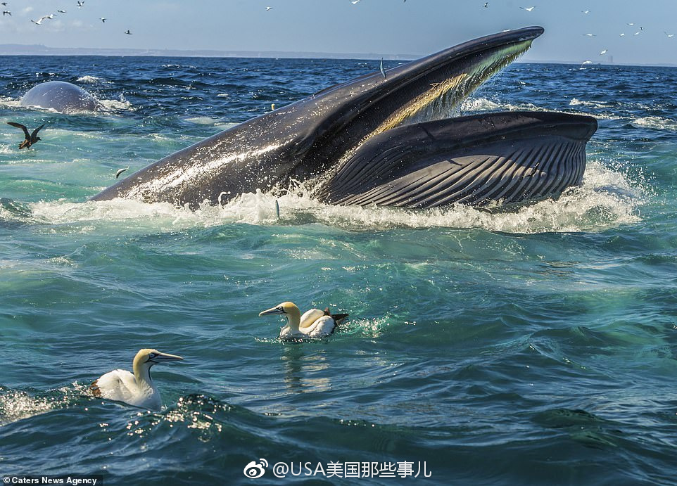 摄影师拍下的南非沙丁鱼迁徙,十分震撼的球状鱼群