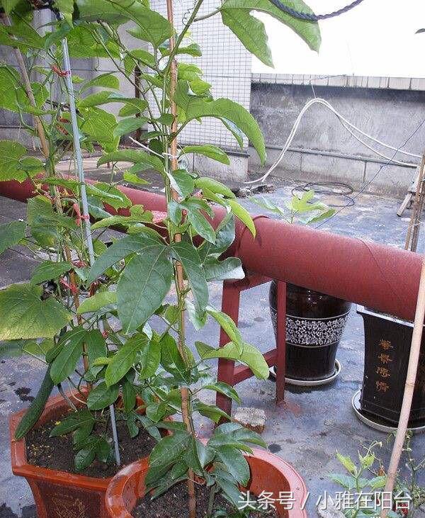 百香果盆栽种植方法图片