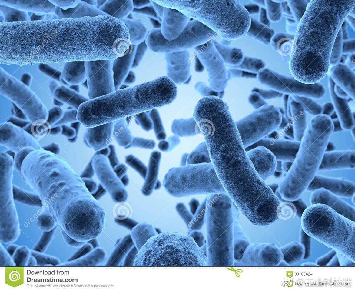 在冰箱冷藏区域能发现哪些种类的细菌?