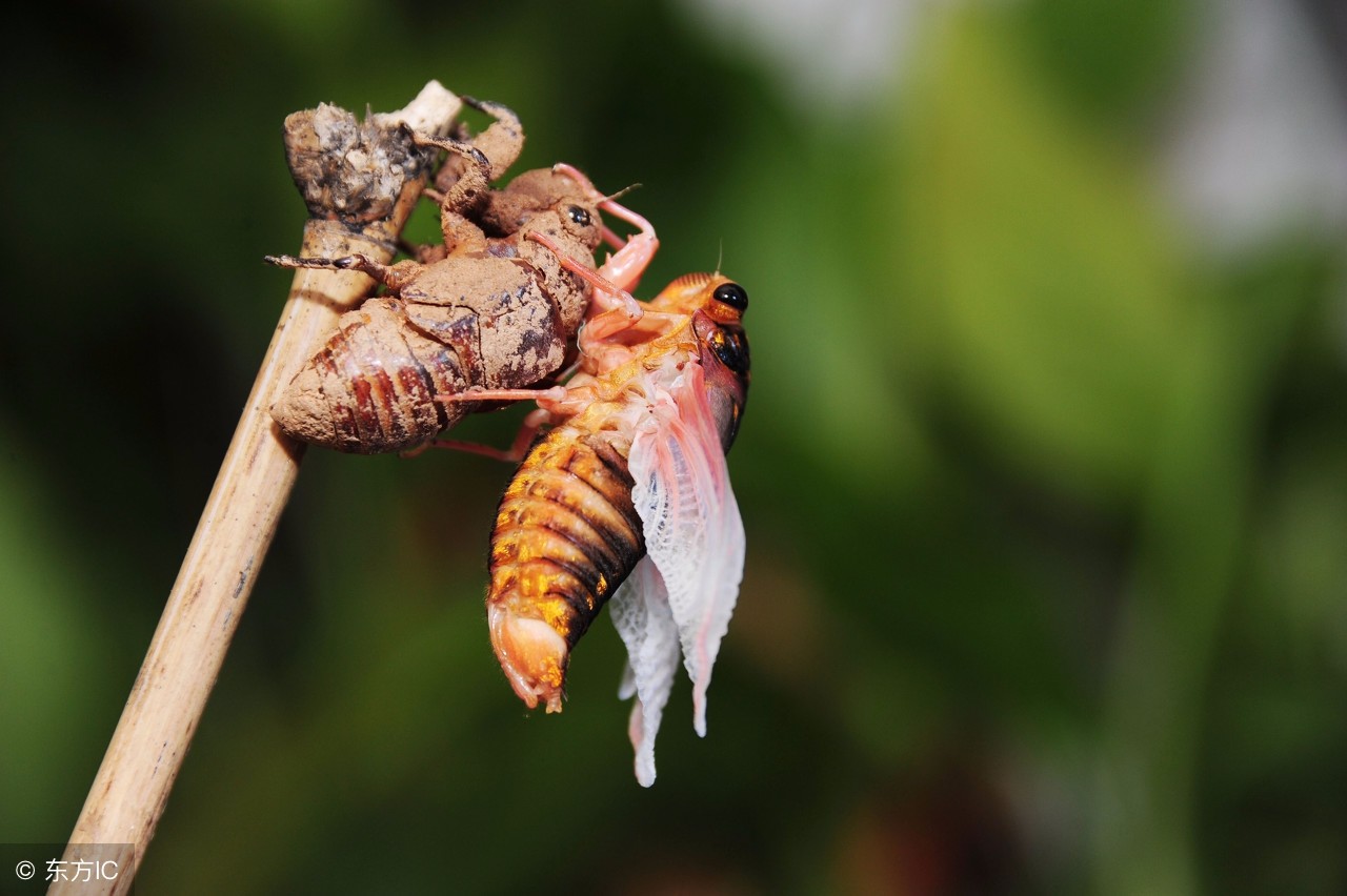 农村知了猴蜕壳的全过程你看过吗