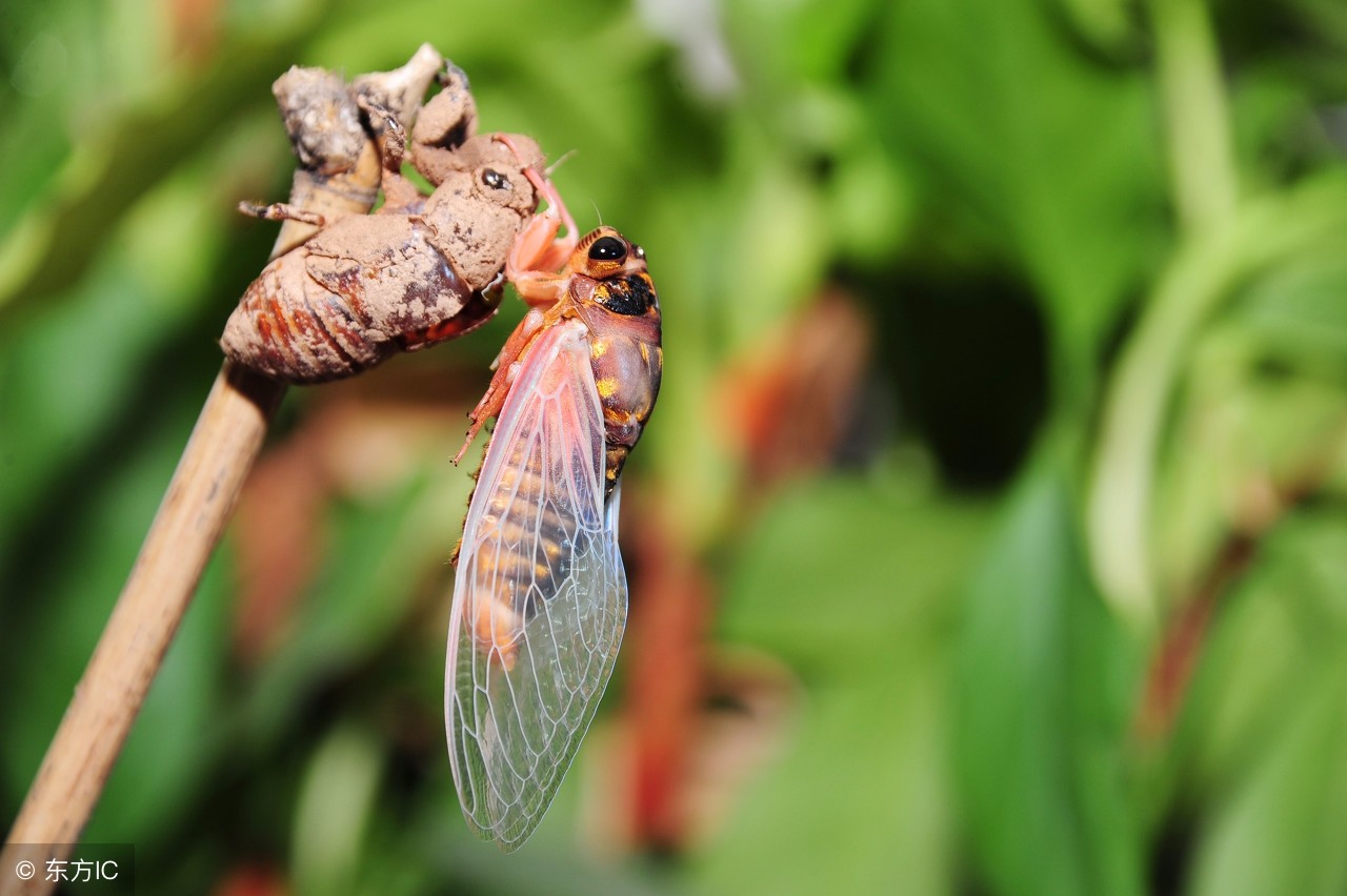 农村知了猴蜕壳的全过程你看过吗