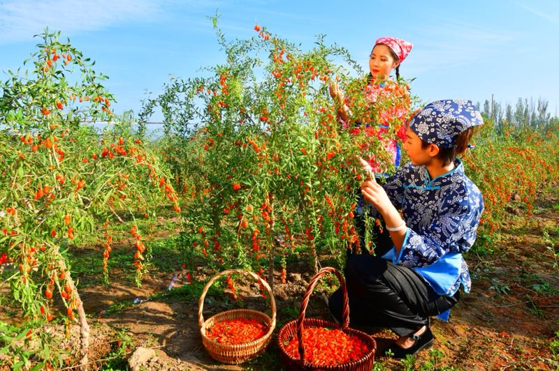 神奇宁夏行,今天走进了红玛瑙枸杞观光园,激情八月