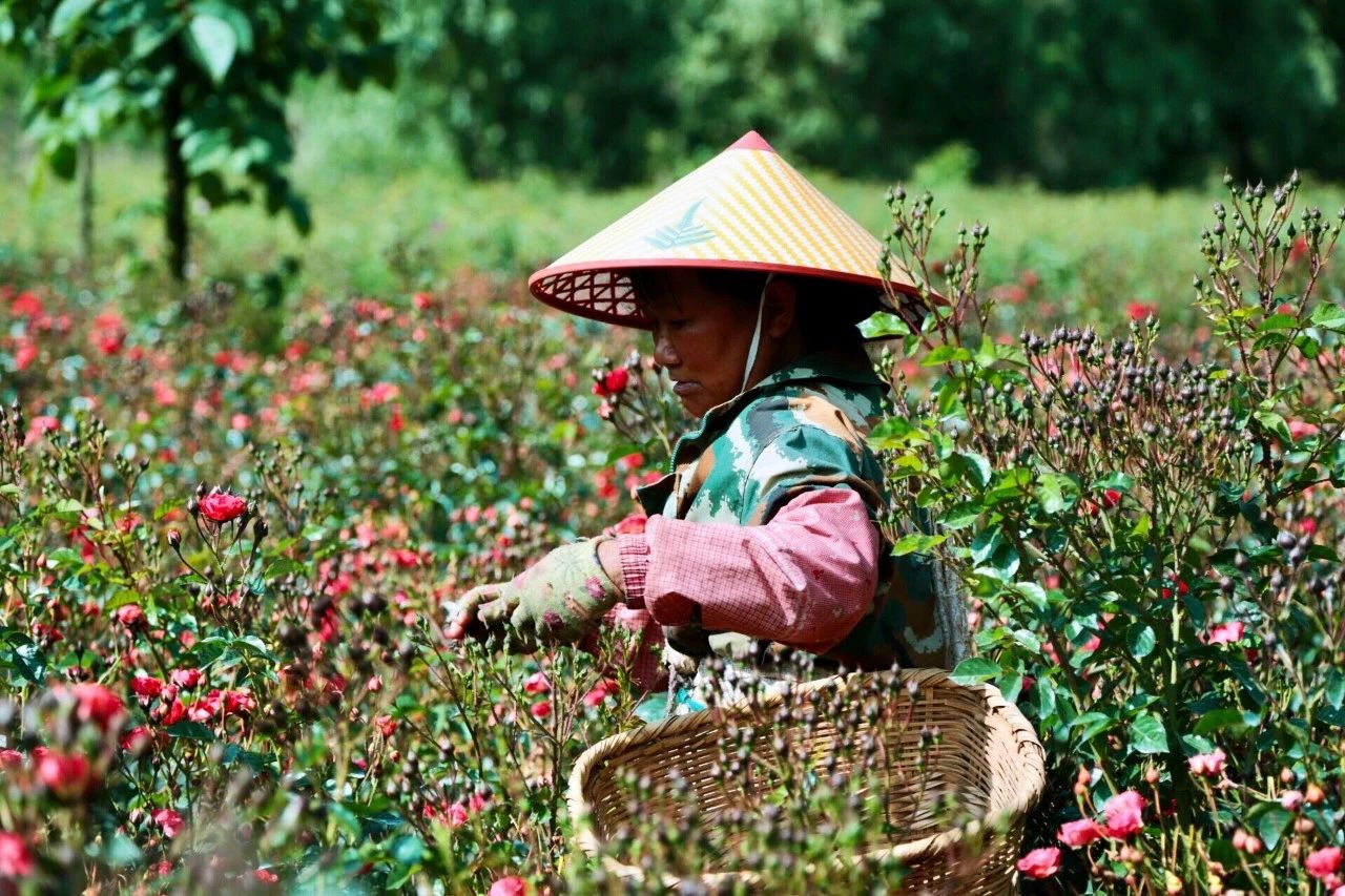 刚好有一位阿姨在园子里采摘玫瑰她正在采摘的这一种叫做金边玫瑰通常