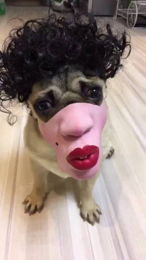 圣主雄鹰高飞,一个你爱不起的男忍! 经典幽默搞笑视频.