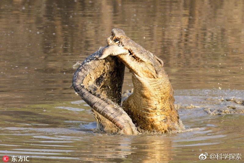 鳄鱼水中激烈搏斗 捕食同类尽显凶残本性