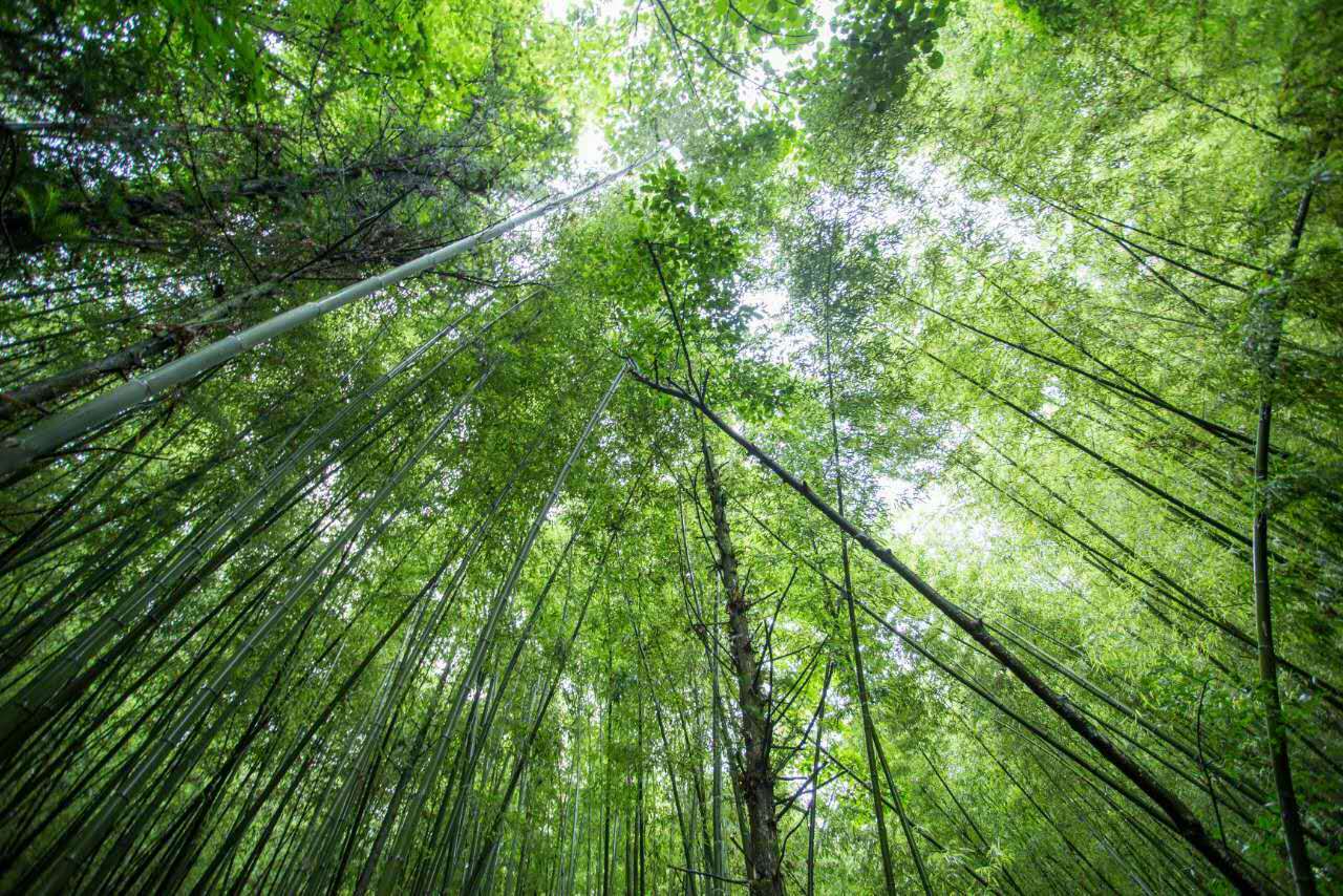 在赤日炎炎的夏天,一起到盘州大洞竹海景区,领略大自然的风景