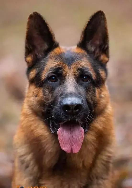 德牧生活:va max vom team arlett它在玩木棍 噢不 是木棒