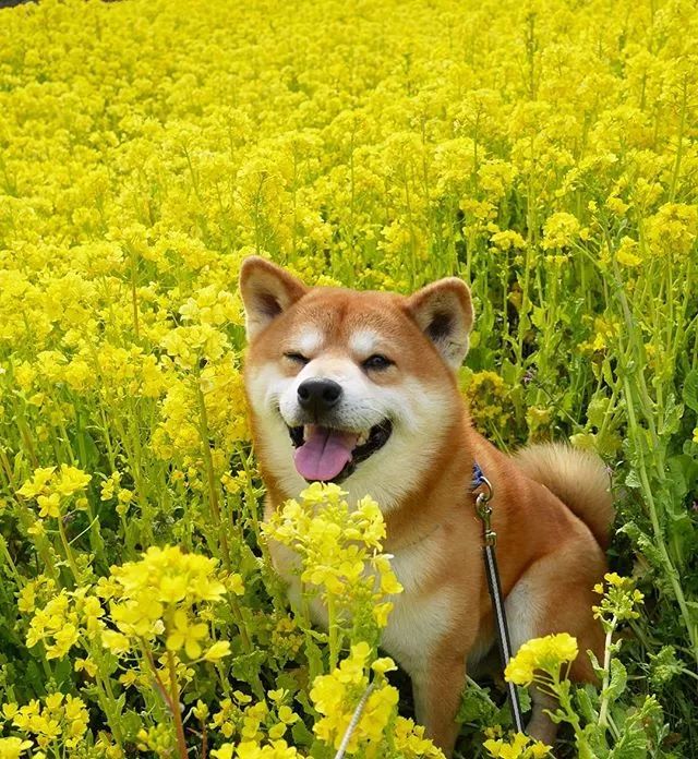 动物摄影它的笑容承包了我今年的头像