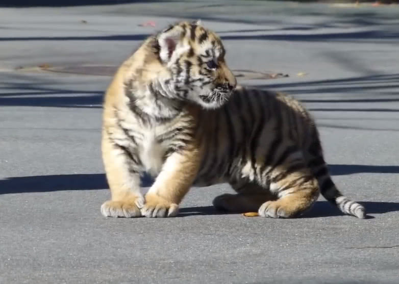 谁说矮脚虎只在水浒传里,这就是现实版的矮脚虎,小短腿萌萌哒虎