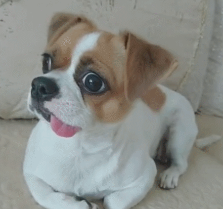 狗狗刚进新家就犯懵,一脸痴呆,惹得主人一阵大笑!