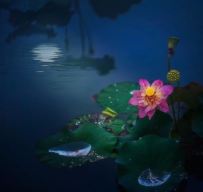 荷曳清晖下,蛙叫闲窗前|锦鲤|西江|荷花_新浪新闻