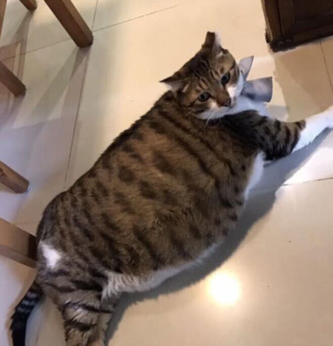 这只猫胖成了球,平时都走不动路,奶奶是如何把一只猫养成了猪呢