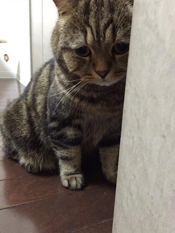 谁欺负你啦这么委屈快哭了喵铲屎的不给我小鱼干吃