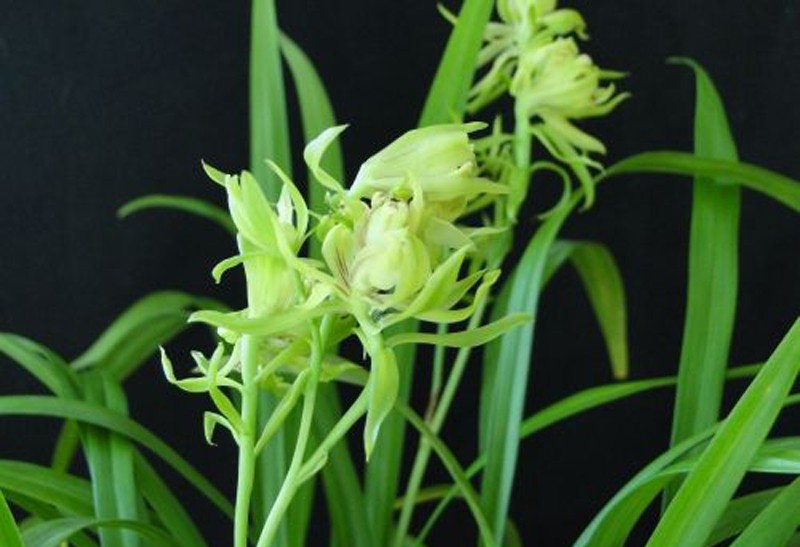 峨眉牡丹峨眉山奇蝶建兰四季兰奇花