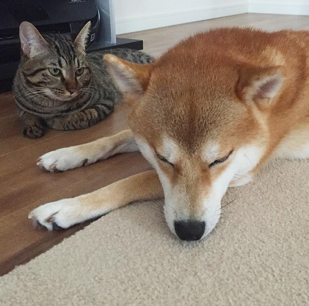 蠢萌柴柴和高冷猫咪的日常没头脑和不高兴67