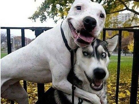 狗狗搞笑图片集锦