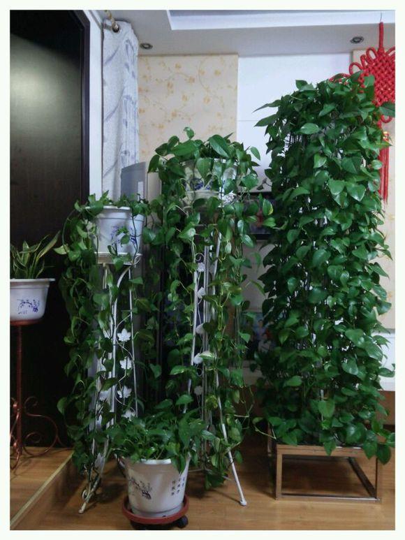 绿萝快速长藤秘籍,很快围着屋顶爬3圈