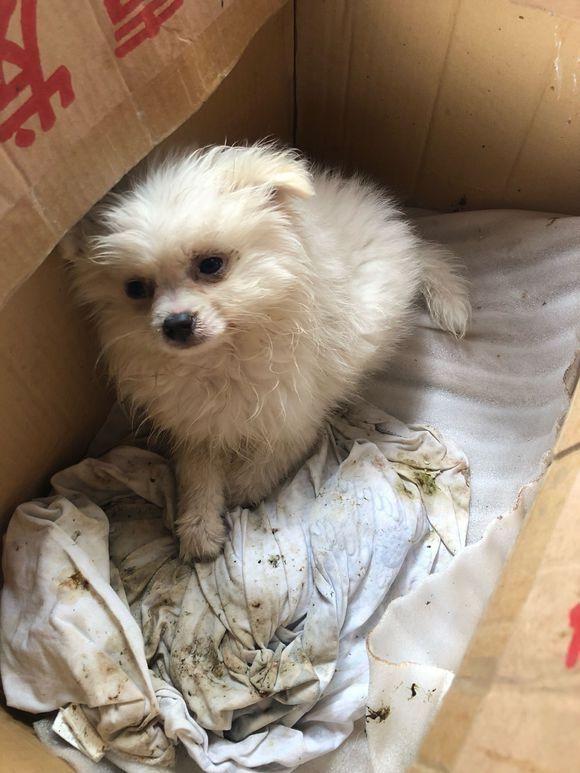 女孩捡到流浪博美心疼的不得了邻居这么脏的狗狗你还要养啊