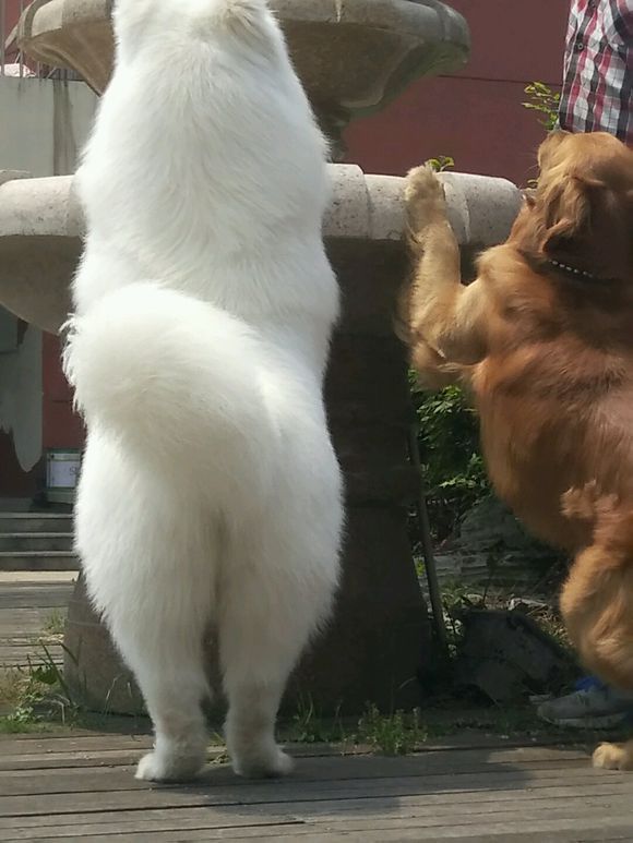 萨摩耶和金毛一起趴在石台上锻炼腰部力量,金毛样子好可爱