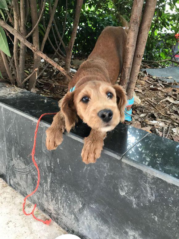 花坛里解救只狗狗狗狗眼神里充满乞求的目光闺蜜别多管闲事