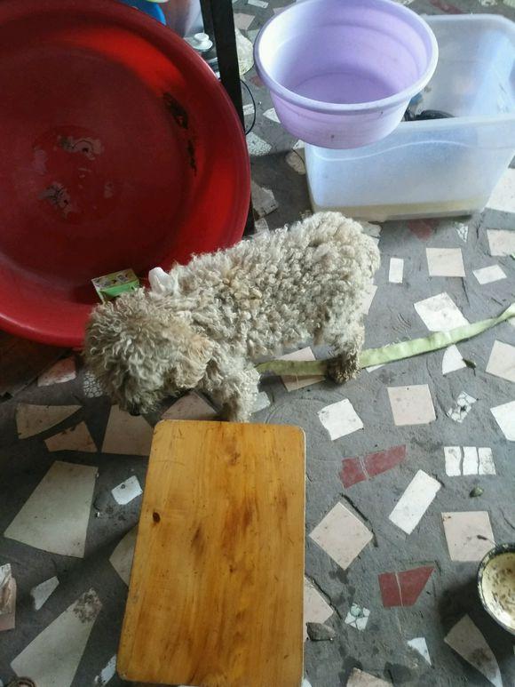 发现一只流浪狗,狗狗饿坏了到处找东西吃,女孩带回家后很无奈