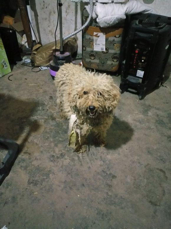 发现一只流浪狗,狗狗饿坏了到处找东西吃,女孩带回家后很无奈