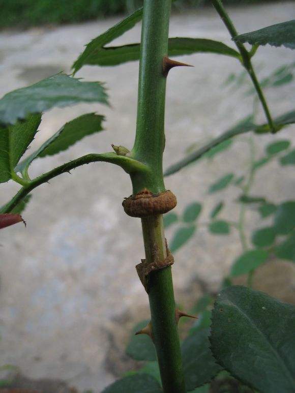 月季花的繁殖方法 简单又实用