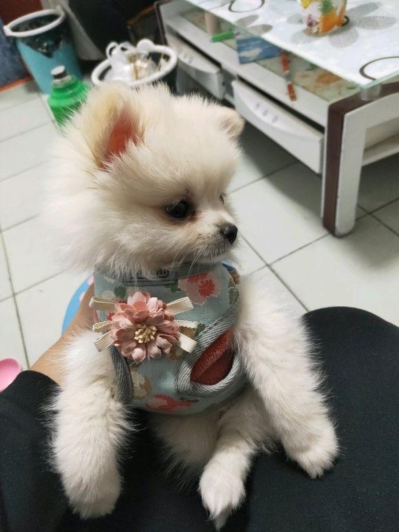 博美长得好看么?网友:串串就别拿出来炫耀了!