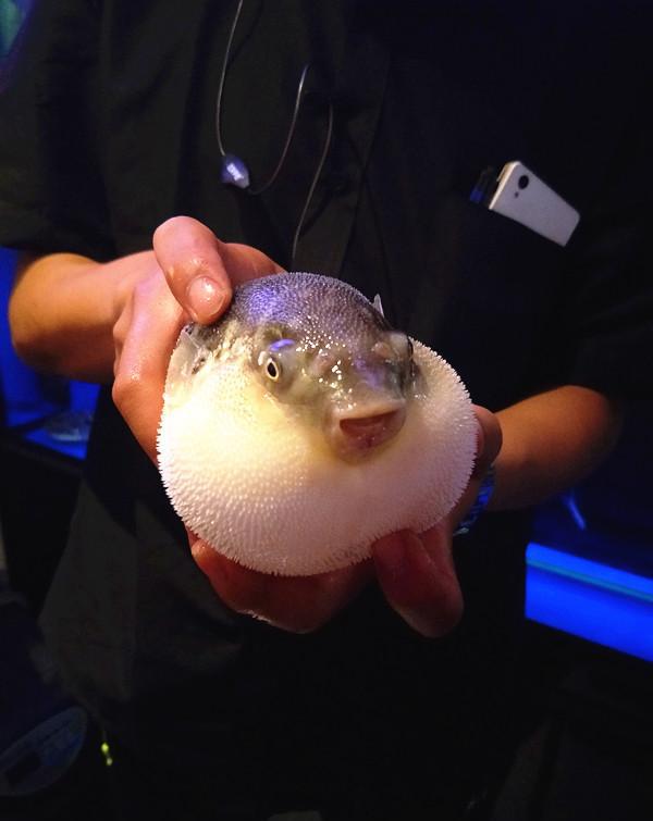 秋高气爽,恰逢河鲀好时节!