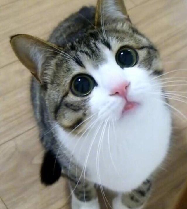 这只猫实在太可爱了, 被它无辜的眼睛吸引了!