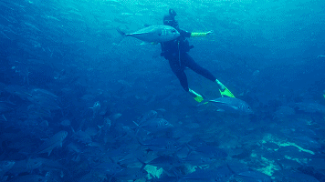 潜水,跳岛游,看花式"跳水比赛"的地方,海鲜超丰盛价格超低