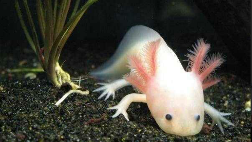 鱼比人类更喜欢晒太阳,生物学家找到原因,原来鱼类比人类更爱美