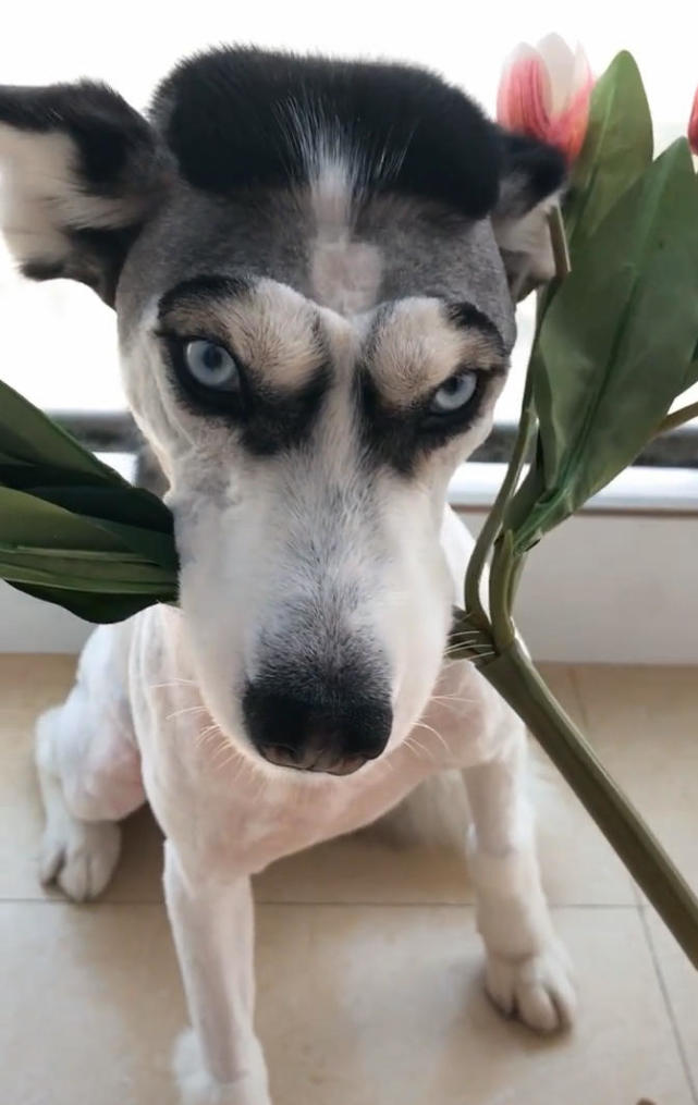 主人送哈士奇去做造型,再回来接它时:老板,你是不是该赔我钱?