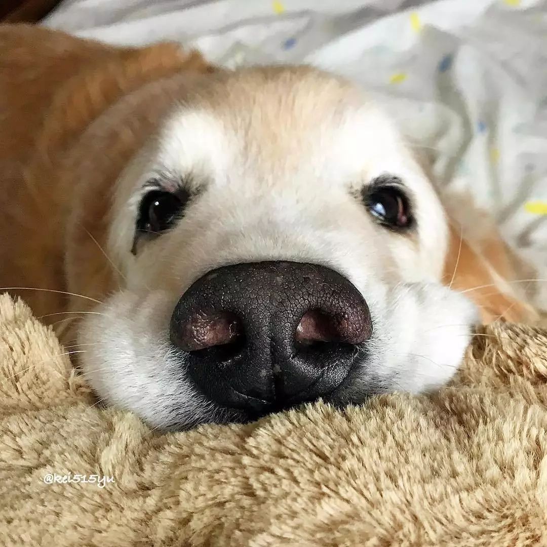 狗鼻子的秘密大盘点,快看看有哪些是你不知道的