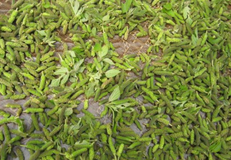 挂在树上的毛毛虫菜,摘回家炒一炒,就是一道美味的营养菜