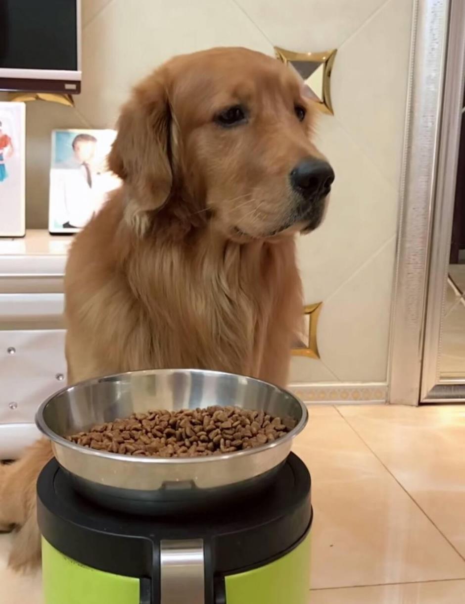 主人为了给金毛更好的生活忙碌的工作,金毛看了把零食都扔了