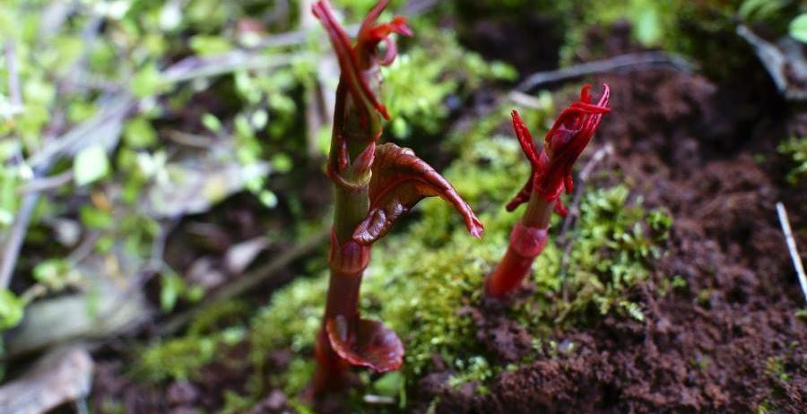 农村田坎上生长的一种植物农民最厌恶却是上好的中药材
