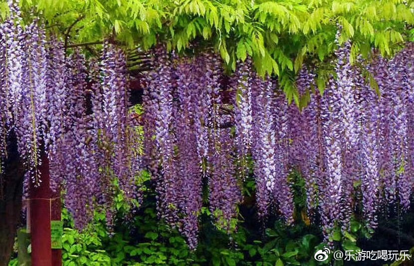 又见一帘幽梦世界三大紫藤圣地上海紫藤花园的紫藤已经盛开和我相