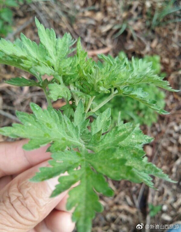 蒿草香 乡村十年前的蚊香|蚊香|驱蚊|木桌_新浪新闻