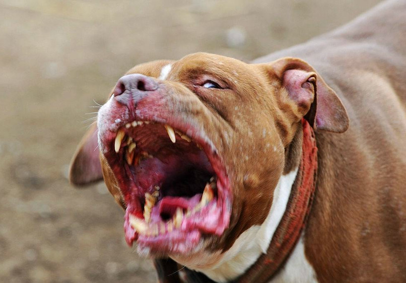世界十大恶犬 凶残图片