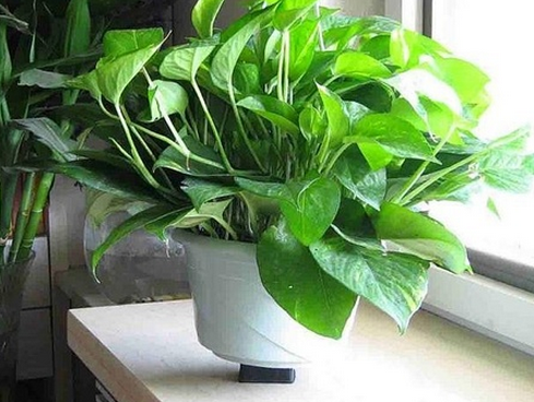 绿萝吊兰总不抽藤?都会越来越绿