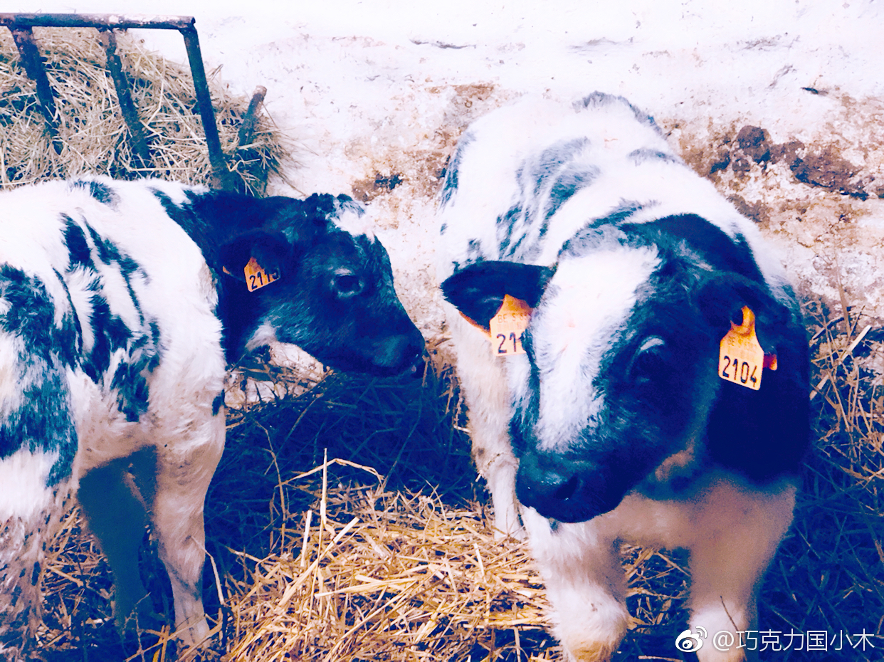 参观比利时蓝白花肌肉牛场，看到各种年龄段的牛牛们|比利时|牛|牛生_新浪新闻