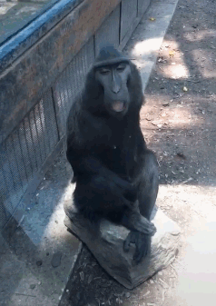 搞笑gif趣图:我连打狗棒都准备好了,这就是你说的恶犬?