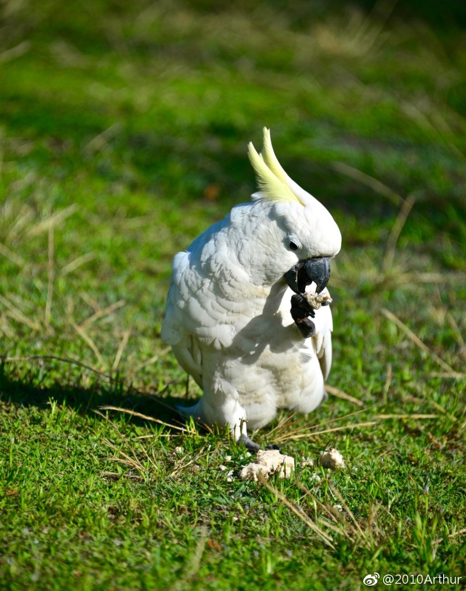 葵花凤头鹦鹉 crested cockatoo 头上有一小撮黄色翘毛