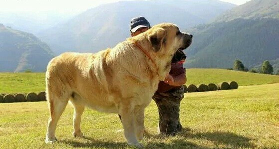 西班牙獒,真正的欧洲最凶悍烈性犬