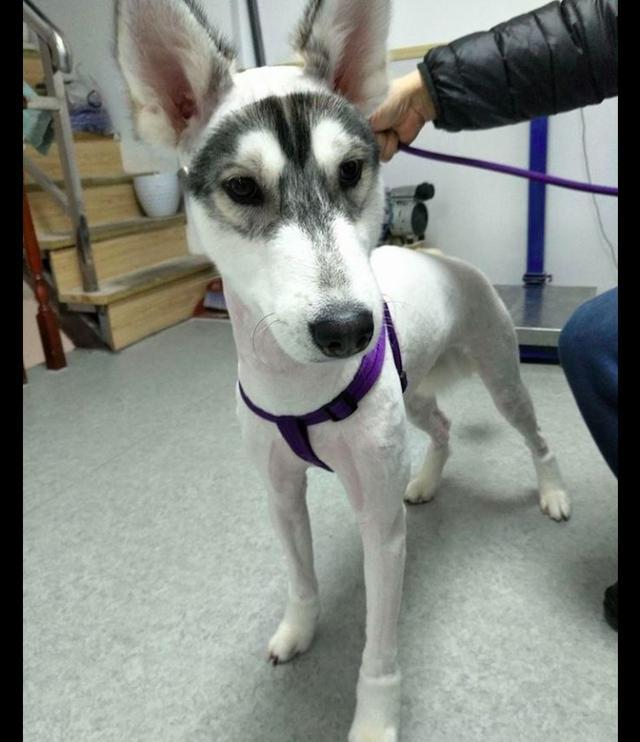 网友给哈士奇剃光了毛发,却唯独保留了脸上的毛,这是头驴吧!