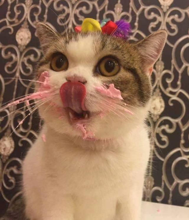 猫咪吃蛋糕的样子简直萌翻,回想第一次见面,宠主却热泪盈眶