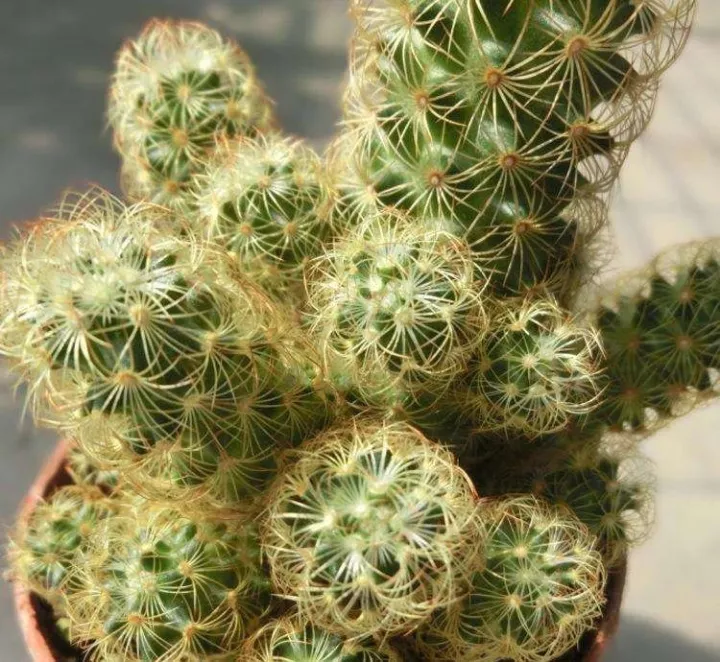 网络seo万金手指花总二十 新浪网