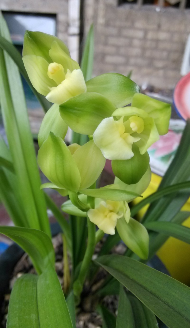 建兰四季兰素君荷欣赏